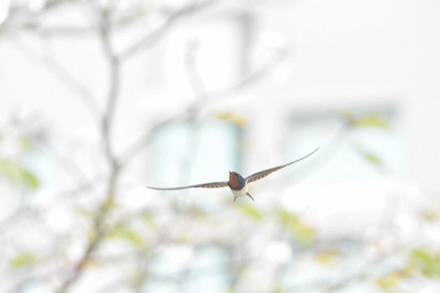 家燕戲春